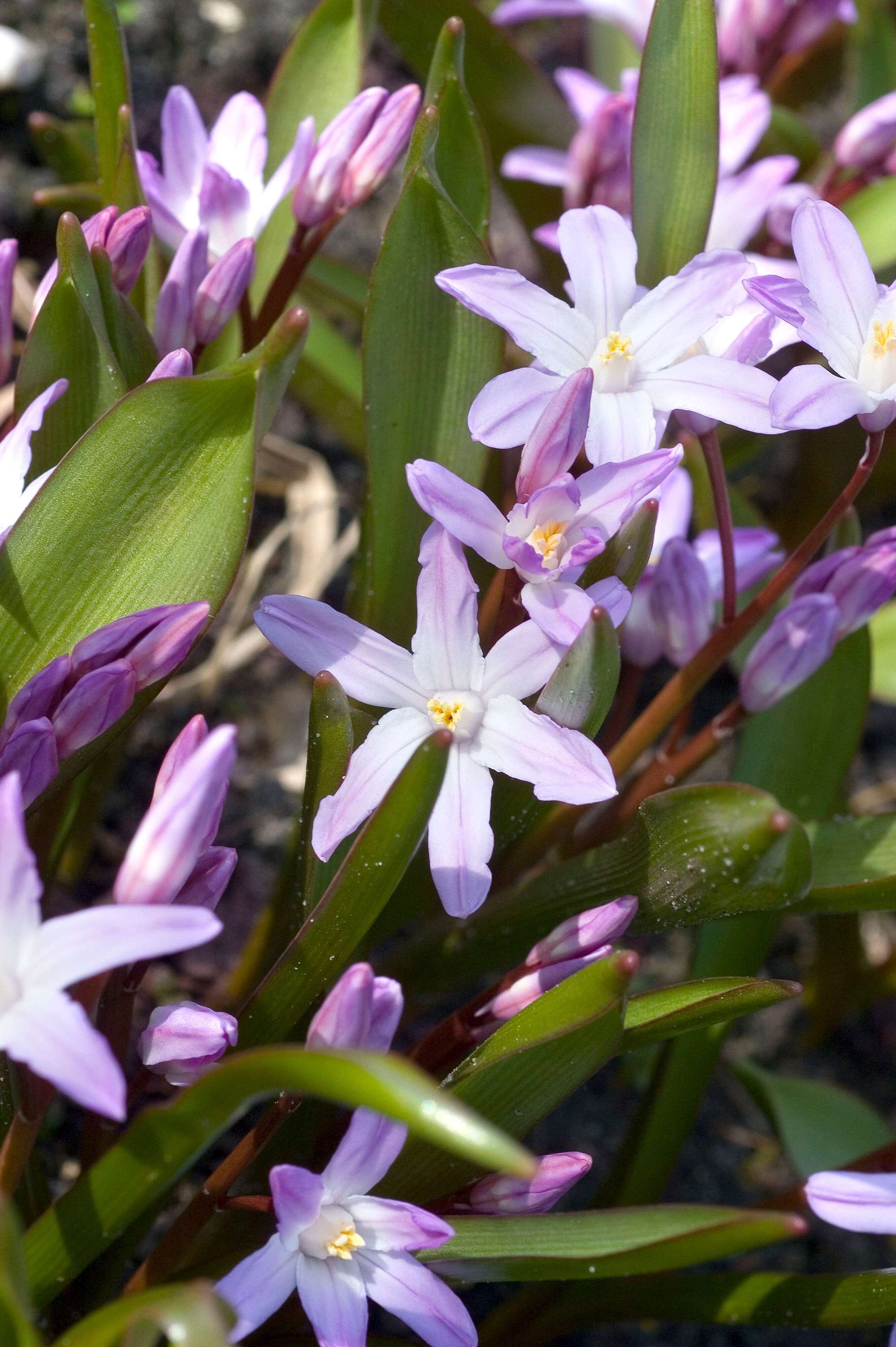 Snöstjärna Chionodoxa forbesii 'Pink Giant'